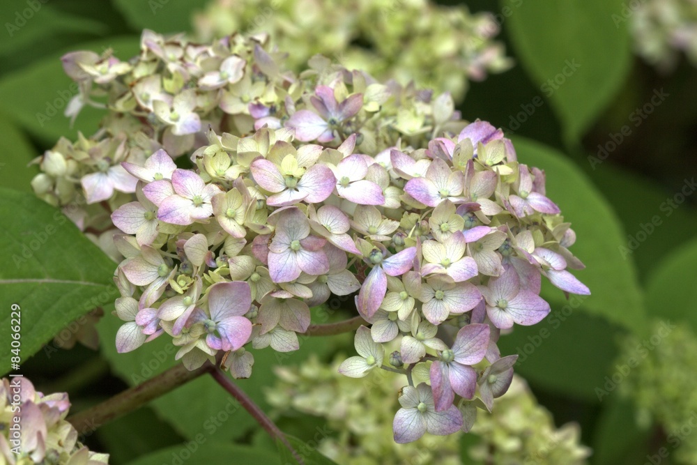 Fototapeta premium Hortensia - Hydrangea serrata