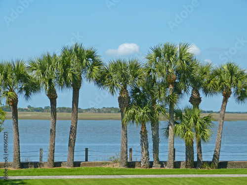 Palmiers vue paradisiaque