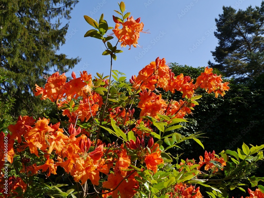 Orange Strauch StockFoto Adobe Stock