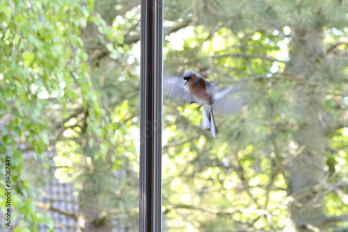 Vogel vor dem Fenster