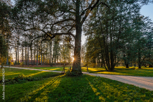 Magic forest