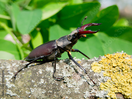 Stag beetle (Lucanus Cervus) © dadalia