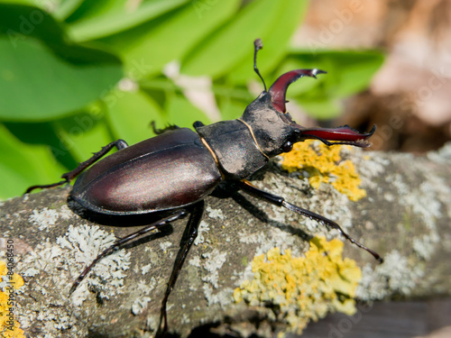 Stag beetle (Lucanus Cervus)
