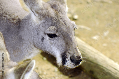 Australian Western Grey Kangaroo in Natural Setting. © millefloreimages
