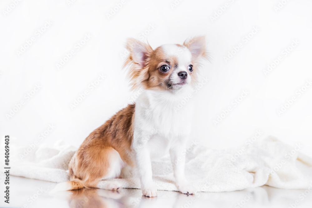 Chihuahua dog