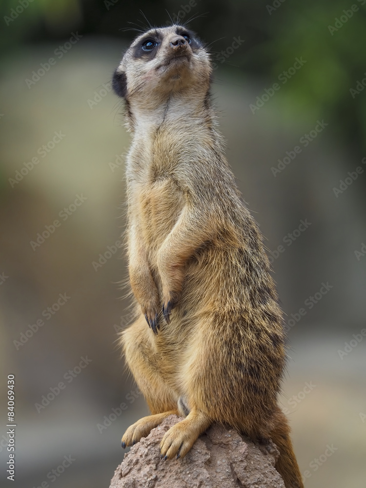 Alert meerkat (Suricata suricatta) standing on guard Alert meerkat (Suricata suricatta) standing on guard