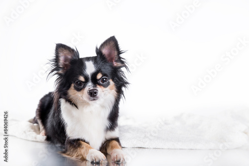 Chihuahua dog