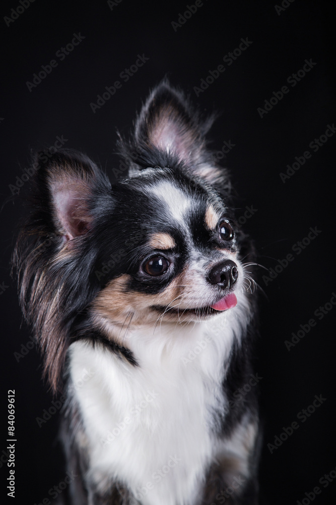 Chihuahua dog Chihuahua dog
