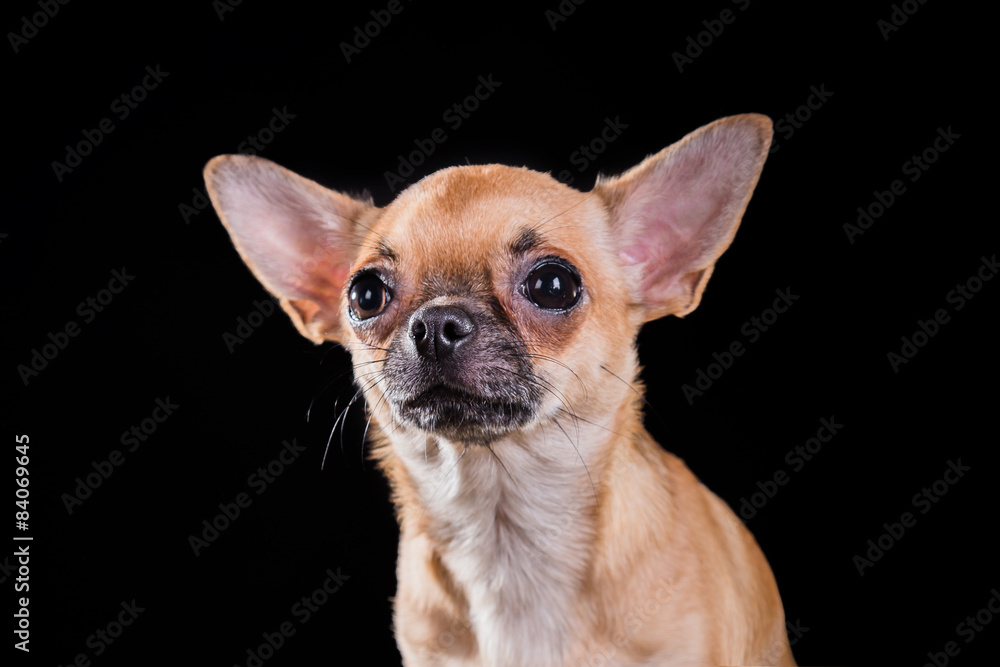 Chihuahua dog