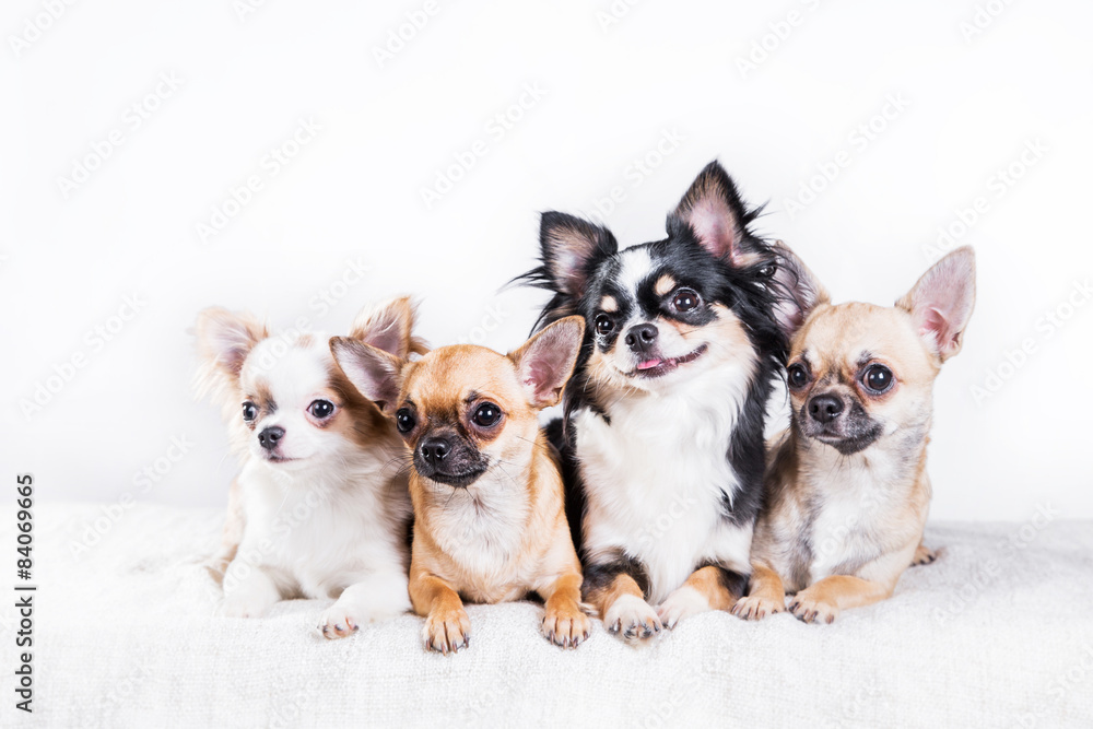 Chihuahua dog Chihuahua dog
