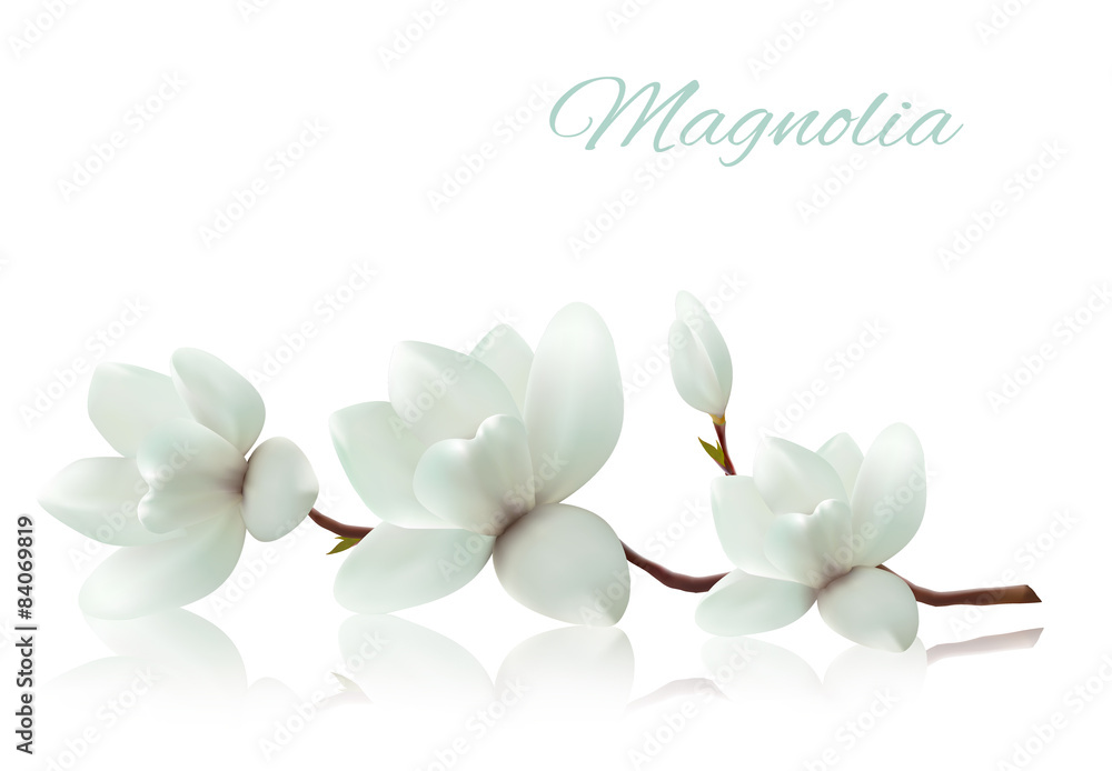 Fototapeta premium Flower background with blossom branch of white magnolia. Vector