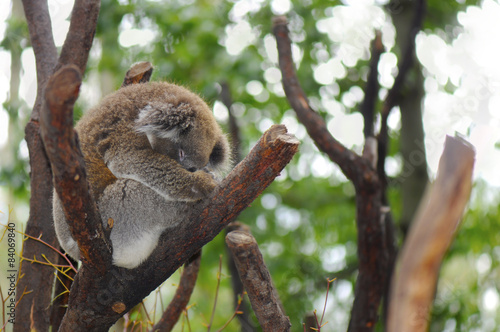 Photography Young Australian Koala