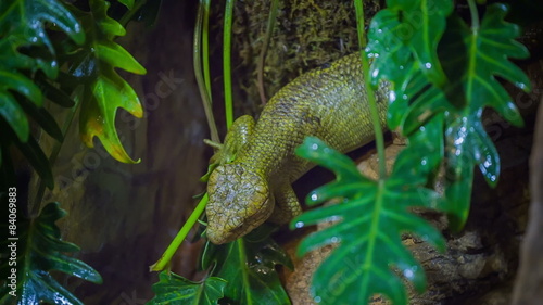 Solomon Island skink