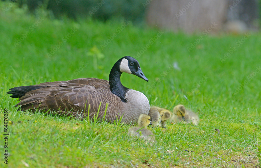 Canada Goose mother and babies resting in green grass. Canada Goose mother and babies resting in green grass.