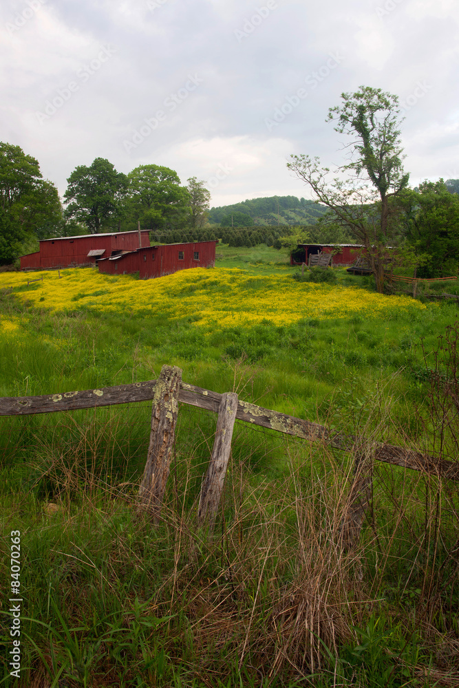 Fototapeta premium Red sheds in flower field
