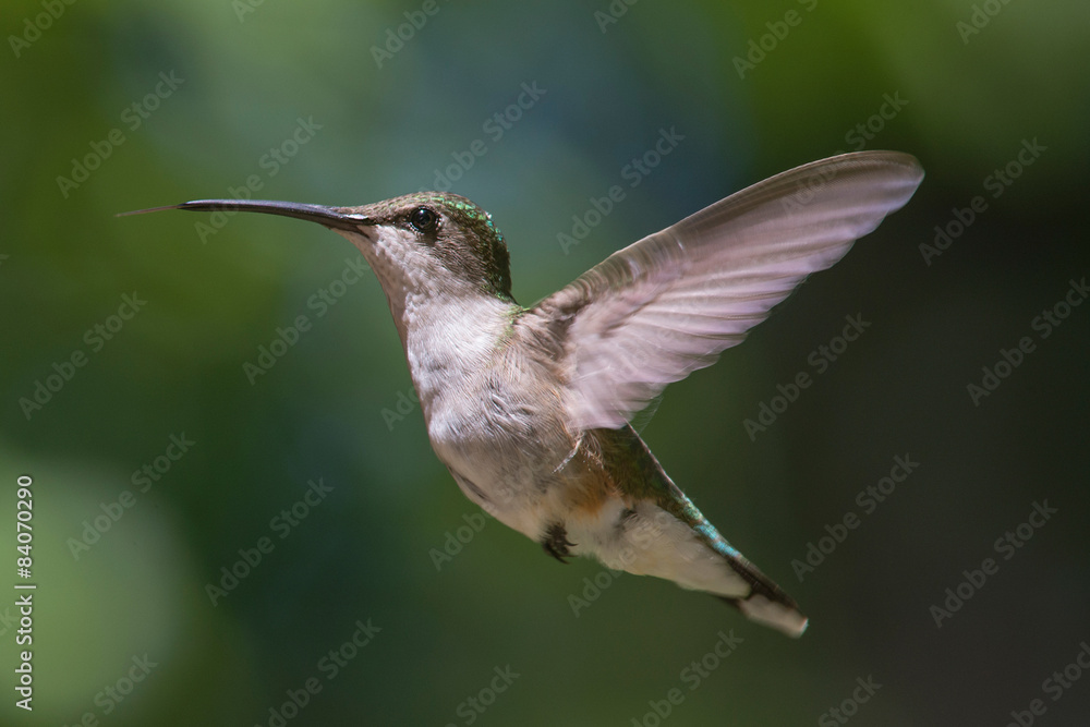 Fototapeta premium Hummingbird in flight