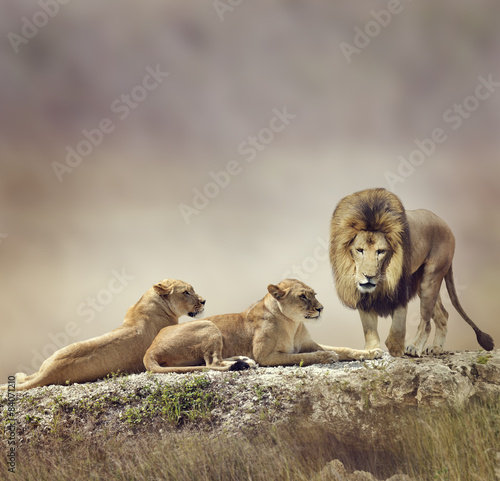 Family of Lions