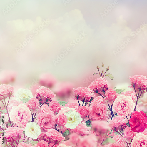Rose Flowers #84071229