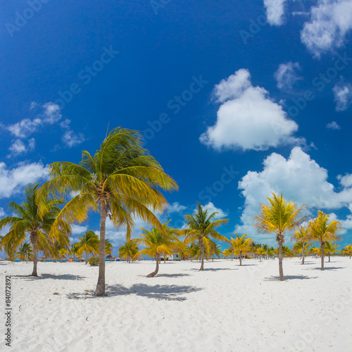 Photography Palm trees on the white sand.