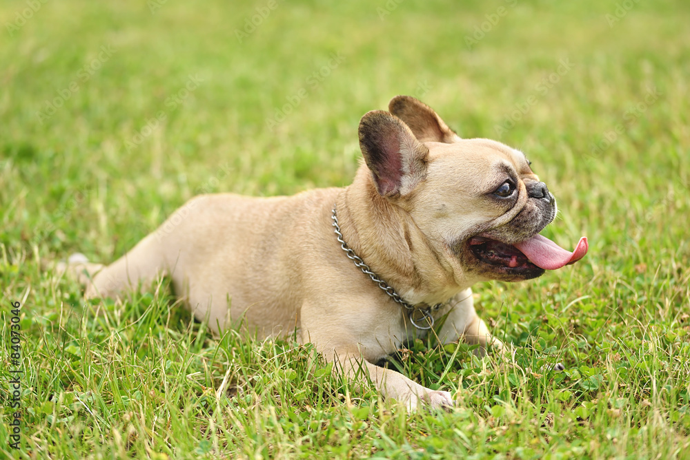 Fototapeta premium French bulldog