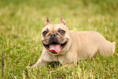 Fototapeta Naklejka Na Ścianę i Meble -  French bulldog