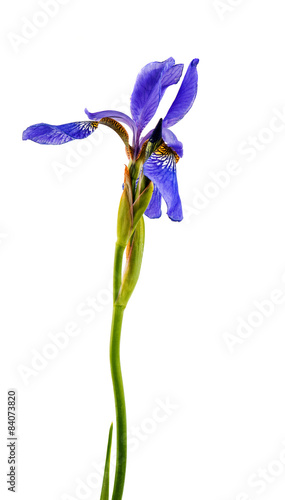 Blue iris flower