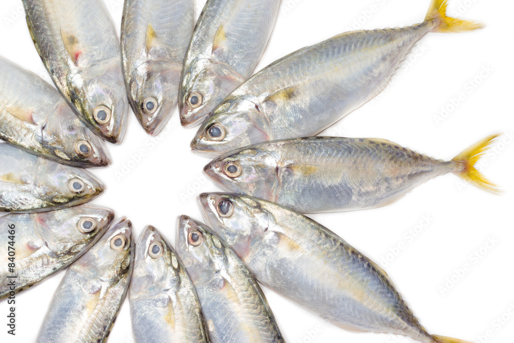 Obraz premium closeup fresh mackerel fish