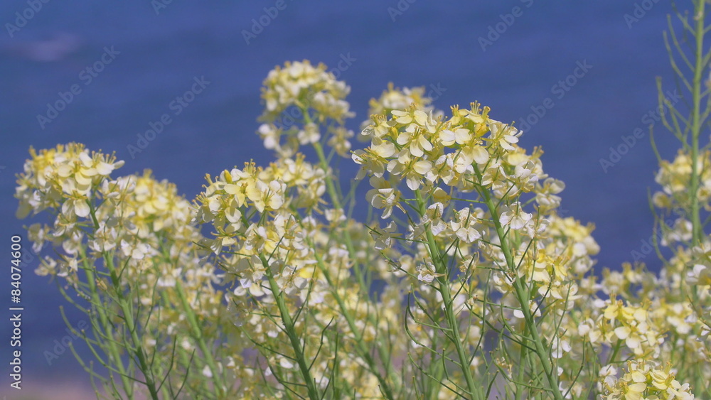 Field mustard,A Thousand Rice Paddies in Shiroyone.Filmed in 4K.