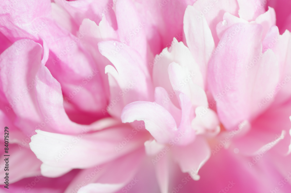 pink peony flower  macro