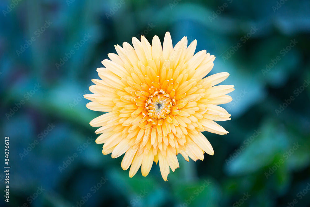 Orange gerberas daisy flower Orange gerberas daisy flower