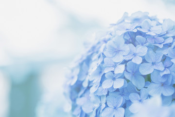 Leinwandbilder Hortensie Blühende Hortensie im Sommerlicht  © Oran Tantapakul