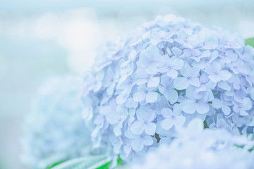 Leinwandbilder Hortensie Rosa Hortensienblüte mit grünen Blättern  © Oran Tantapakul