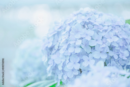 Fototapeta Naklejka Na Ścianę i Meble -  hydrangea flower