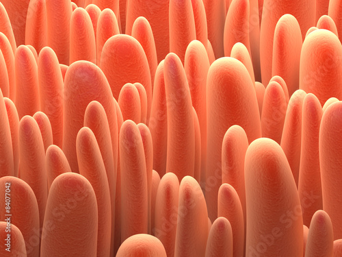 Colon villi illustration.