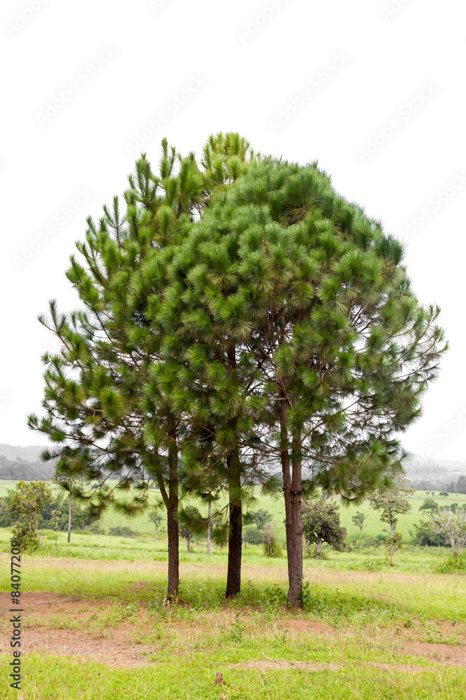 Fototapeta premium Pine trees