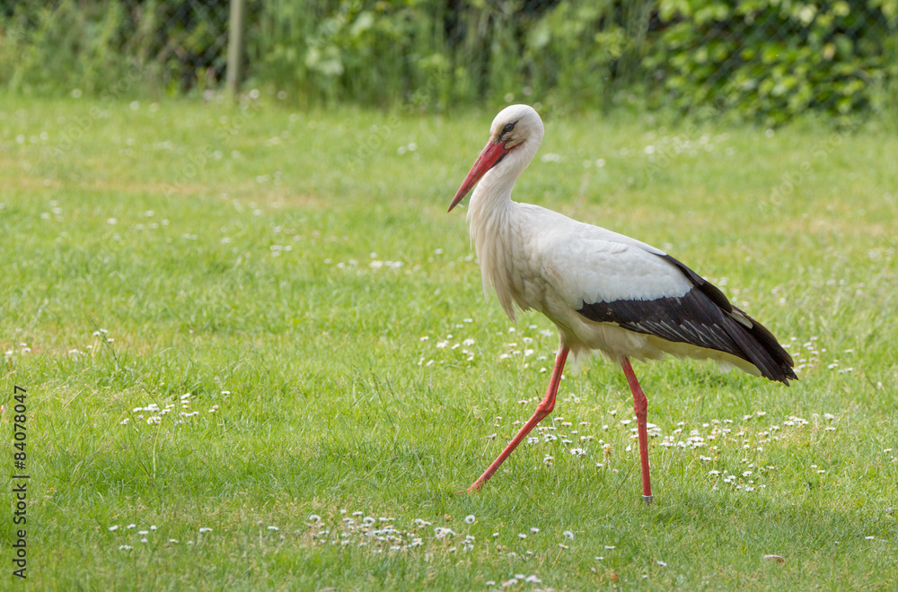 Fototapeta premium White Stork walking