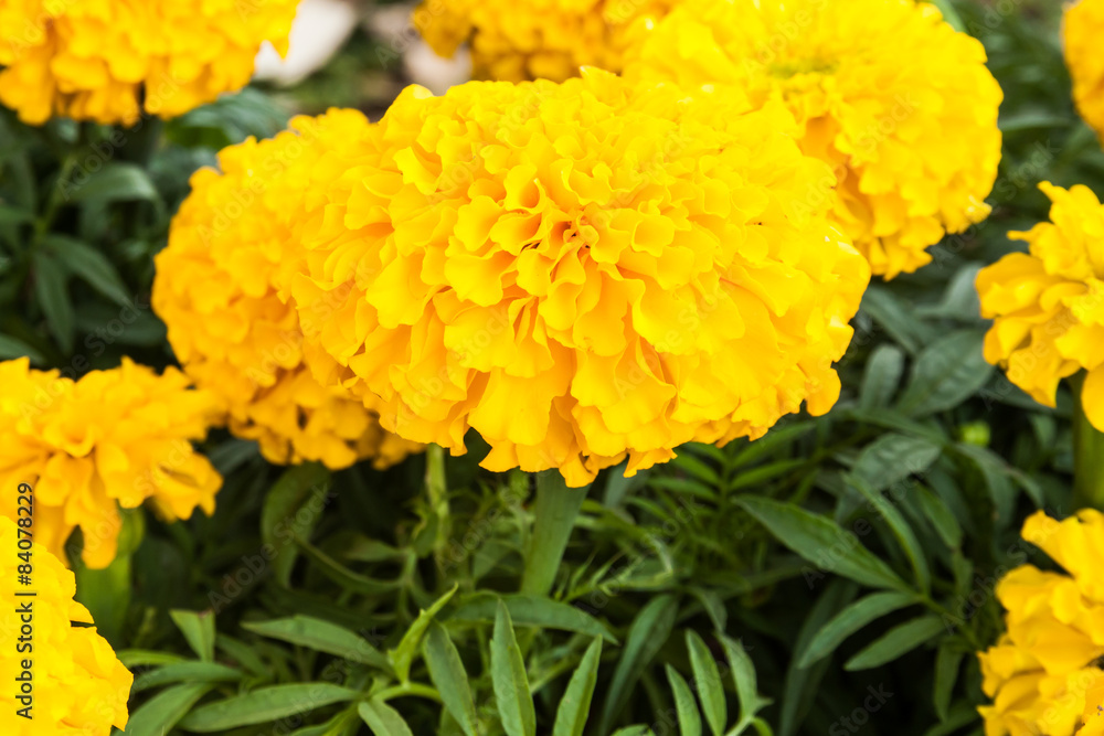 Marigolds Marigolds