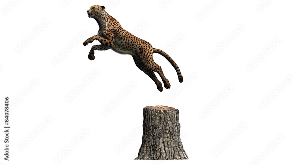Obraz premium cheetah - isolated on white background