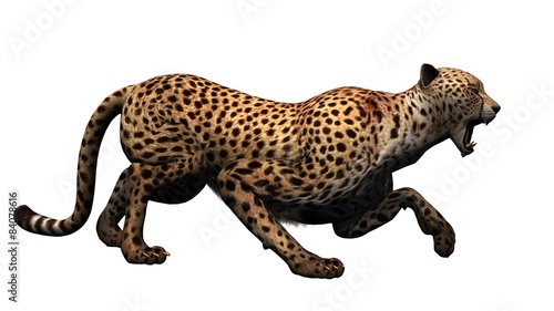 cheetah - isolated on white background
