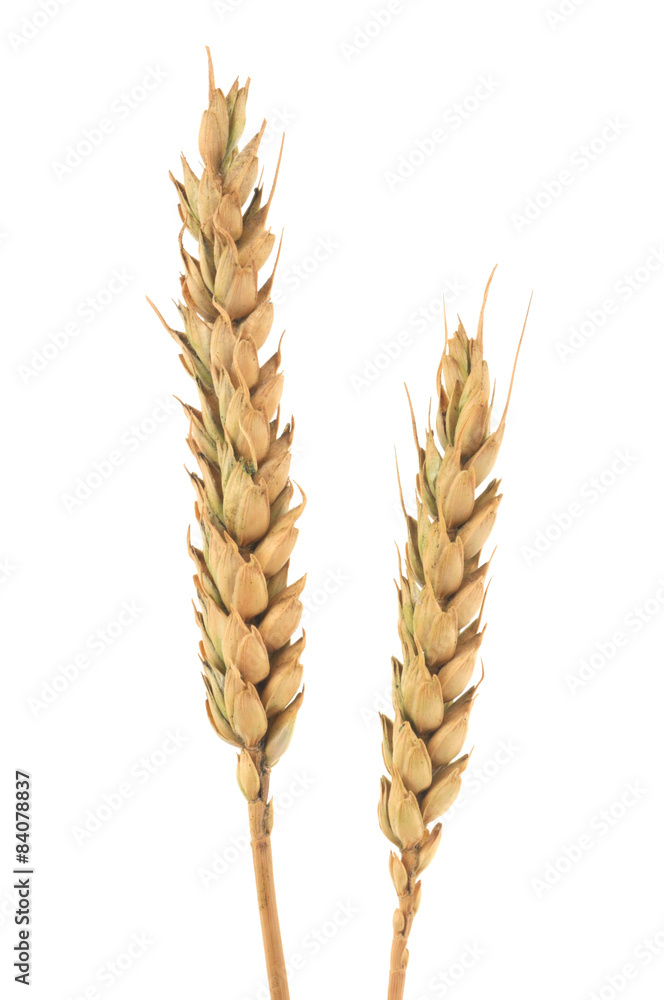 Les épis de blé Photos | Adobe Stock