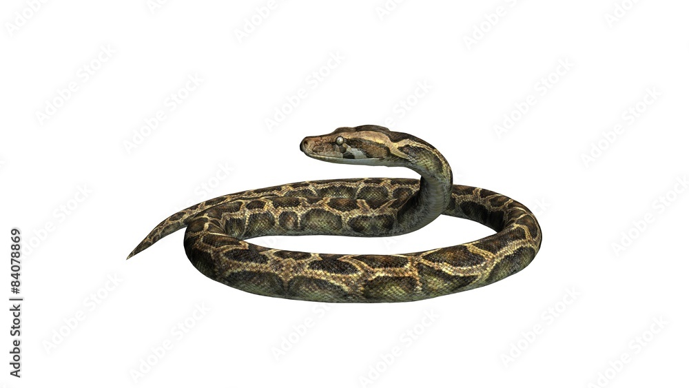 Python snake - separated on white background Python snake - separated on white background