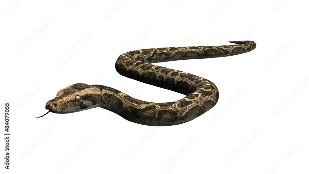 Python snake - separated on white background Python snake - separated on white background