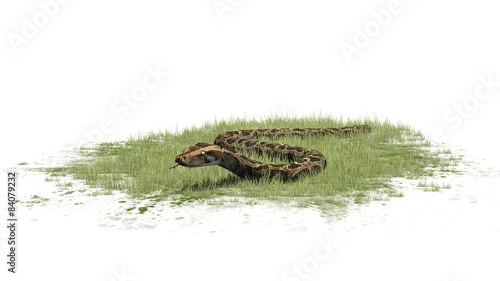 Python snake in grass - separated on white background