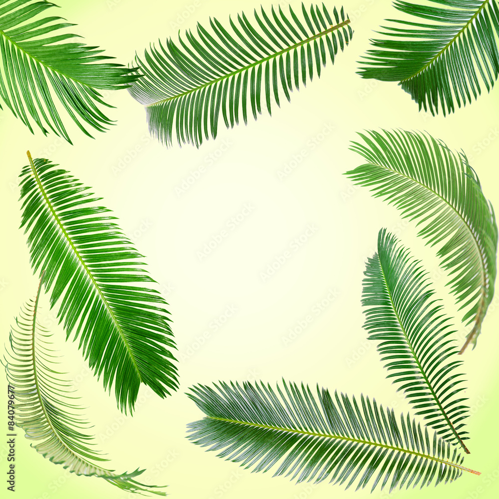Fototapeta Frame of green palm leaves on light background