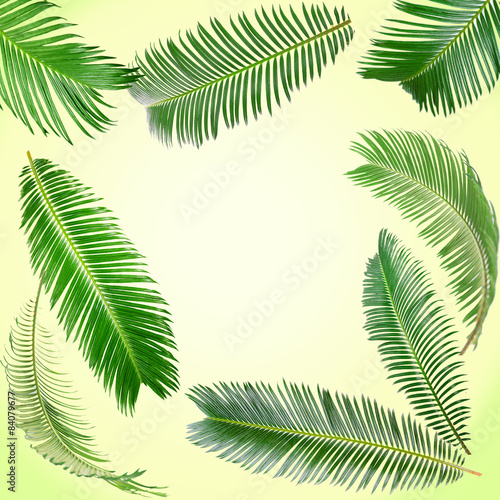 Frame of green palm leaves on light background