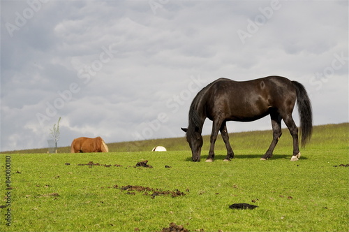 Rappen Stute (Pferd) am grasen auf Pferdeweise
