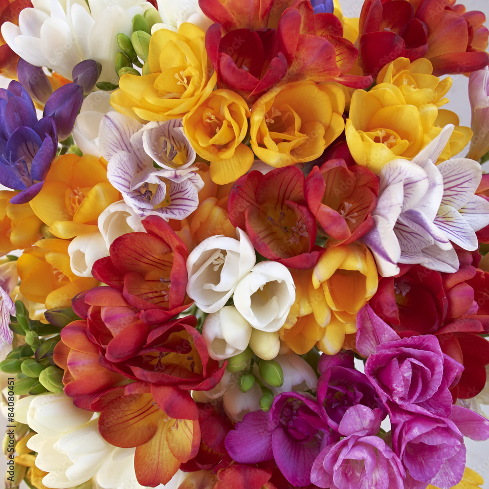 variety of colorful freesia flowers closeup, natural background