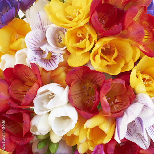 variety of colorful freesia flowers closeup, natural background