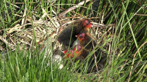 coot chicks and eggs in the nest photo