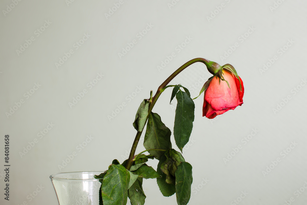 Fototapeta premium Withered rose